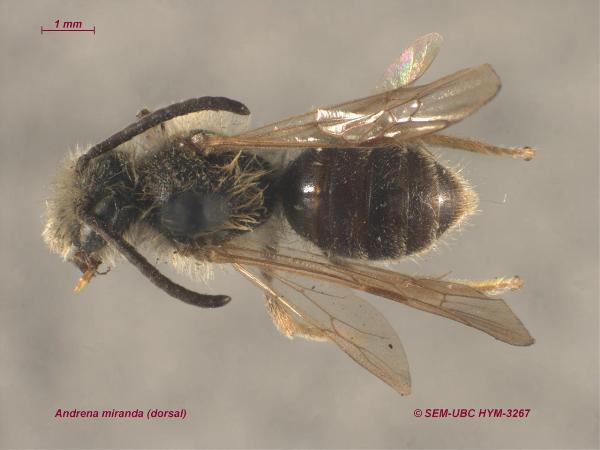Photo of Andrena miranda by Spencer Entomological Museum